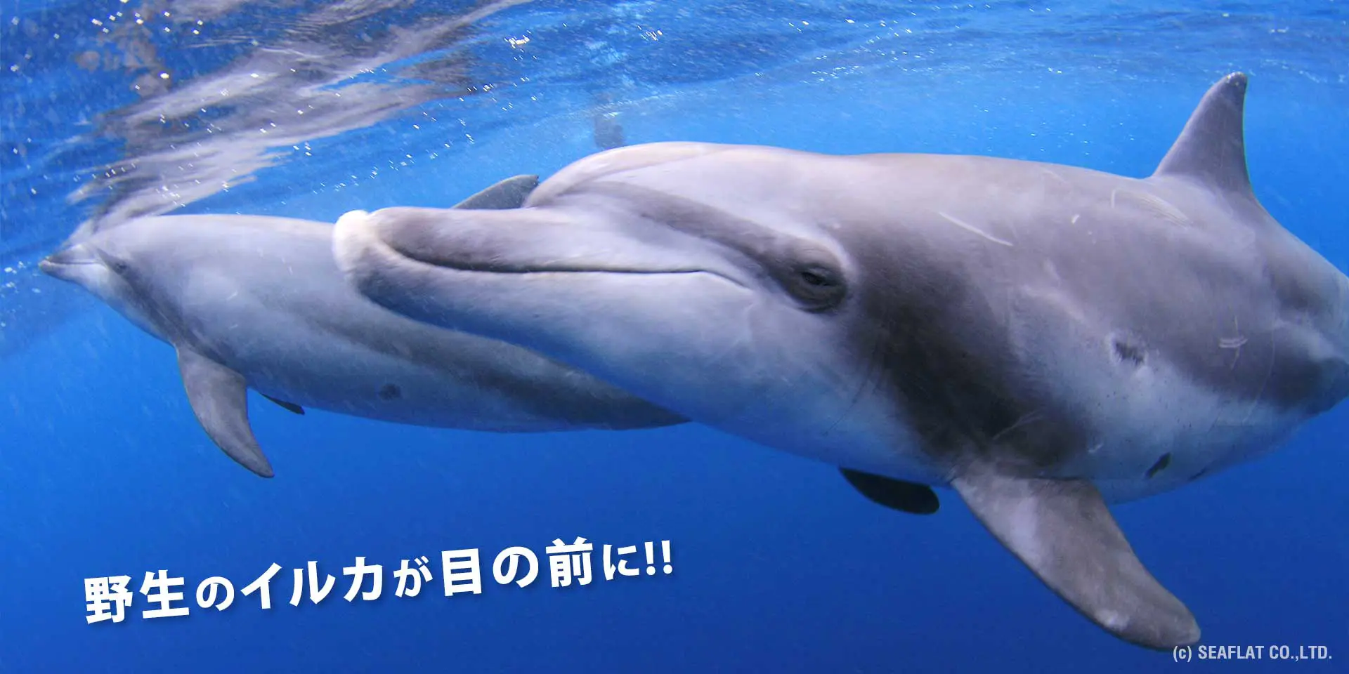 野生のイルカが目の前に