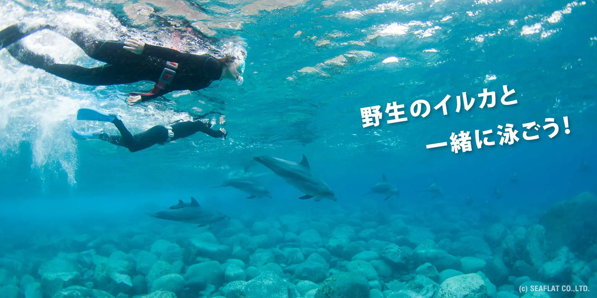 イルカと泳ぐ至福の時間in御蔵島
