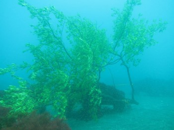 アオリイカ漁礁