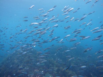 タカベ幼魚