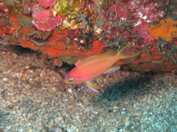 キシマハナダイ幼魚