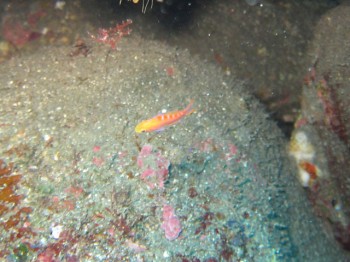 アサヒハナゴイ幼魚