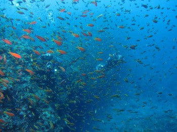 見よ！この透明度と魚群