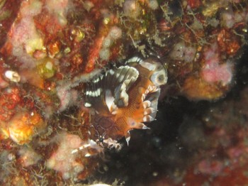 レア！ヒレボシミノカサゴ幼魚