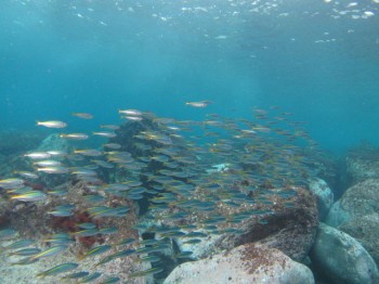 タカベ幼魚