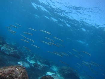 海外のようです