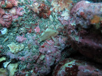 ハダカハオコゼ幼魚