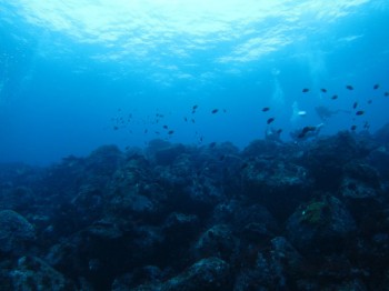 超！三宅ブルー水面までくっきり