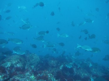 釣り師大喜び！メジナ群れ