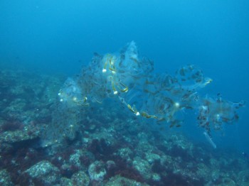 不思議生物！サルパかクラゲか？？