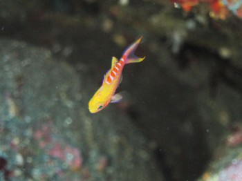 アサヒハナゴイ幼魚