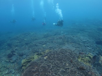 富賀浜テーブルサンゴ群