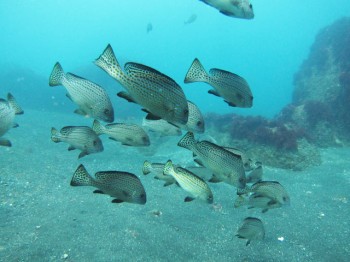 コロダイ若魚群れ