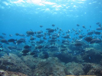 三宅ブルーと見よこの魚影