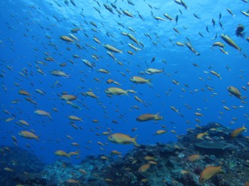 キンギョ群れも気持ちよさそう