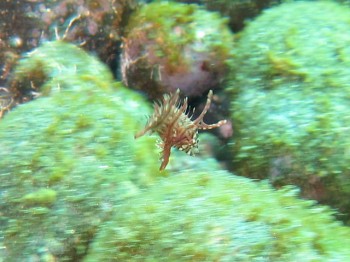 オビテンスモドキ幼魚。顔が必死です