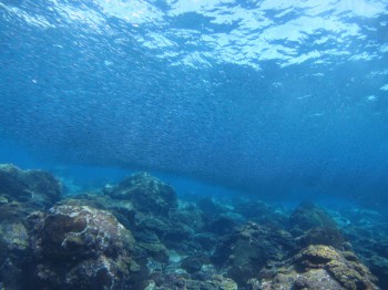 キビナゴ雲のように一面にいます