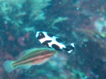 今年大ブレイクマダラタルミ幼魚