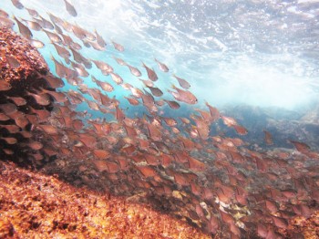 ミナミハタンポ幼魚