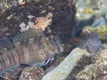 浅瀬の住人。カエルウオ