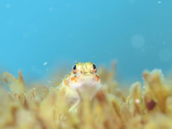 ミヤケヘビギンポ。興味があったのかカメラに向かってきました。