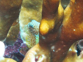 セダカギンポ幼魚