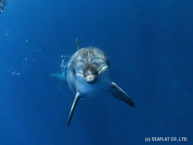 御蔵島のイルカたち